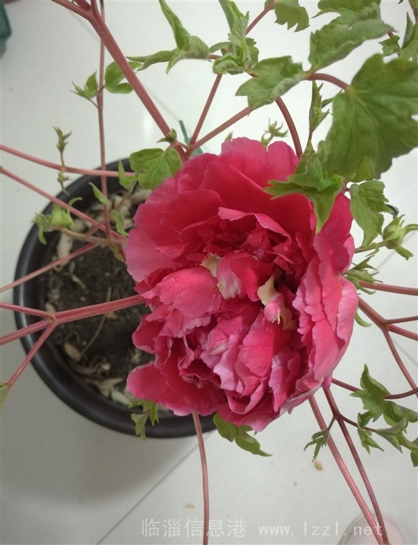 特殊的溫室牡丹--春節(jié)最美好的禮物